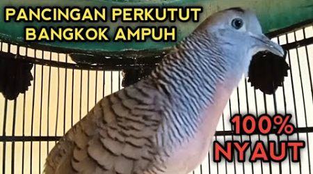 PANCINGAN PERKUTUT BANGKOK 100% AMPUH BIKIN PERKUTUT BANGKOK GACOR NYAUT