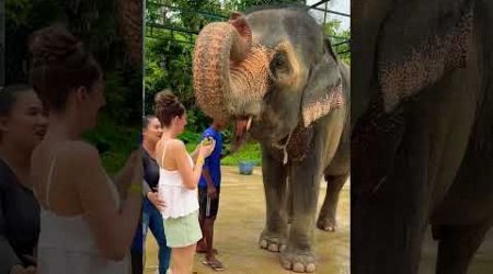 Feeding the elephant was a magical experience #elephant #thailand #phuket #fypage #fypviral #shorts