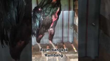 Ayam bangkok kumbang #ayam #ayambangkokimport #pecintaayam #ayambangkok