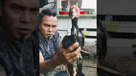 Lagi mandi pagi anakan ayam bangkok shamo Eropa asli saya supaya seger dan sehat kesehatannya bosku