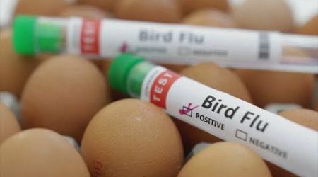 Bird flu: CA health officials say risk to public remains low, but best to exercise caution