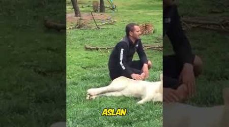 Tiger Saves Zookeeper from Sneaky Leopard Attack