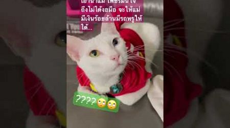 #เพชรจอมซน #แมวน่ารัก #แมวซน #Love cat #Thailand, cat #Shorts