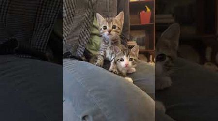 Kittens rescued from medical waste facility find forever home