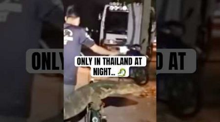 Only in Thailand at night can you meet…. 