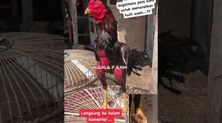 Ayam bangkok super #viraltiktok #ayam #istanaayambangkok #shortvideo #ayambangkok #fypyoutube #fyp