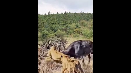 The Prey Fiercely Counterattack The Predators #animals #entertainment