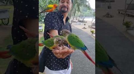 Untitled l Birds I Phuket Park #sudhirnaudiyalphotography #birds #friendly