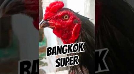 Ayam Bangkok Super #shorts #ayamhobi #ayambangkok #serbatutorial78