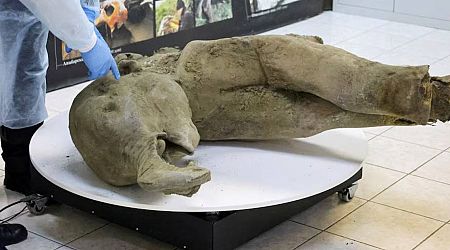 Young mammoth remains found nearly intact in Siberian permafrost