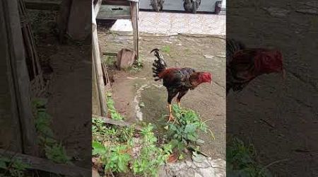 Ayam Bangkok habis selesai mandi