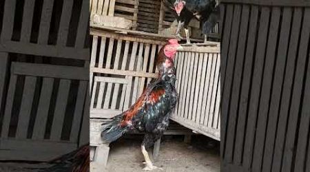 Indahnya ayam Bangkok Simbah ini #ayam #pasarayambangkok #ayambangkok #ayambangkokimport