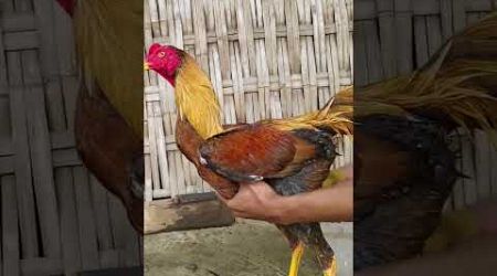 Ayam Bangkok Wiring Kuning Tembus