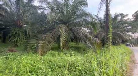 17 Rai Palm Plantation with Structures and Mountain Views for Sale in Thai Mueang, Phangnga