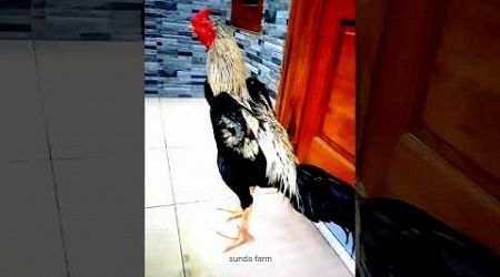 AYAM BANGKOK MUDA WARNA JALAK #sundafarm