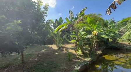 4 Garden Houses and Various Fruit Trees for Sale in Thai Mueang, Phangnga