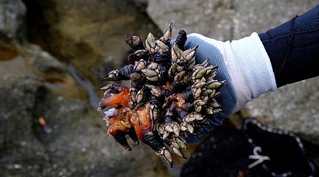 The barnacle, Spaniards' favourite Christmas dish, imperilled by climate change