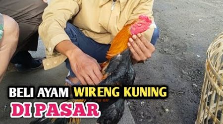 Nemu ayam Bangkok wireng kuning di pasar Prambanan - kandang biru ABG