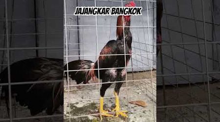 JAJANGKAR AYAM BANGKOK