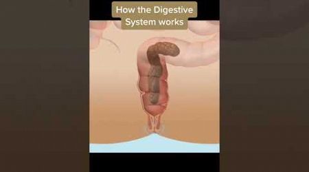 Digestive system #medicine #viralshort #shorts