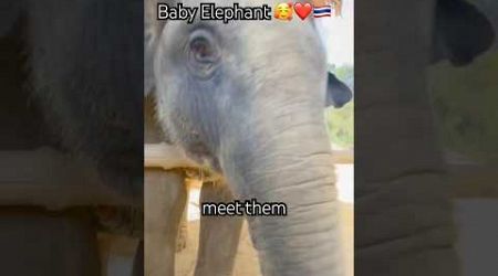 “Meet Baby Elephant 