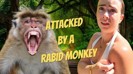 MONKEY ATTACK IN PHUKET! 