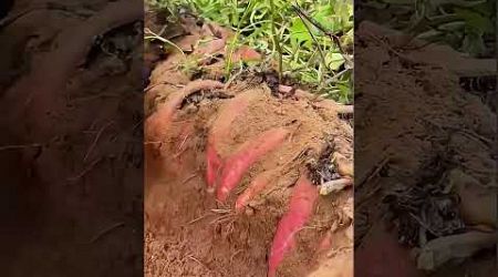 I&#39;m digging a big sweet potato #lifestyle #farming #village