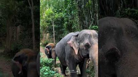 Phuket elephant care (Naithon Camp) #phuketelephantcare #elephant #phuketthailand #ช้างภูเก็ต