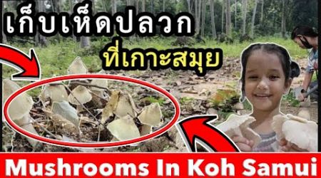 เก็บเห็ดปลวกที่เกาะสมุย Mushrooms in Koh Samui | #MachedoFamily | Machedo Family Videos | Ep.8