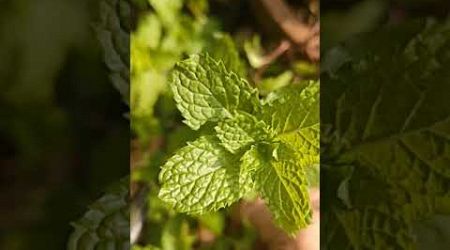 Health benefits of mint