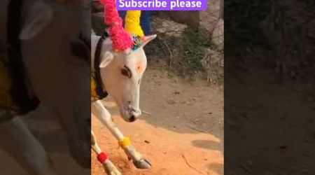 Jallikattu #jallikattu shorts#jallikattu trends#chittoor#tirupathi#trend bulls#jumping bulls#cows