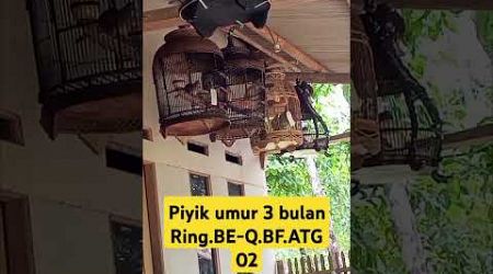 Perkutut bangkok piyik umur 3 bulan #perkutut