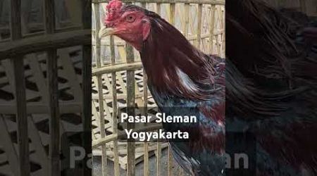 Ayam Bangkok pasar sleman #ayam #pasarayambangkok #ayambangkok #ayambangkokimport