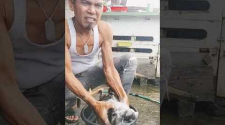 Lagi mandi pagi anakan ayam bangkok shamo Eropa asli saya supaya seger dan sehat kesehatannya bosku