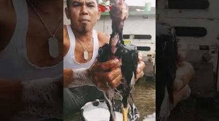 Lagi mandi pagi anakan ayam bangkok shamo Eropa asli saya supaya seger dan sehat kesehatannya bosku