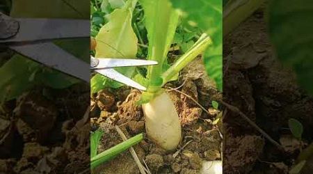 Radish cutting amazing tube #vegitables #radish #shorts #shortvideo #popular #video