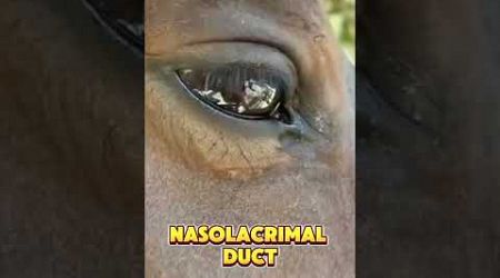 Why Do Horses Get Watery Eyes? The Surprising Medical Reason#shorts