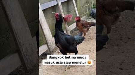 Bangkok betina muda masuk usia siap menelur 