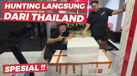 BORONG LANGSUNG DARI THAILAND IKAN PREDATOR JUMBO UNTUK KOLAM / POND KOLEKSI MARKAS JAMM VLOG