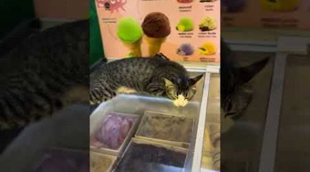 Boss of Ice Cream Koh Samui #travel #shorts #thailand #cat