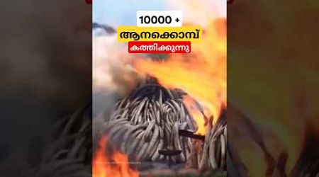 ആനക്കൊമ്പ് സർക്കാർ വിൽക്കാതെ കത്തിക്കാനുള്ള കാരണം why government is not selling elephants tusk