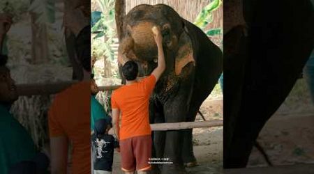 Phuket elephant care (Naithon Camp) #phuketelephantcare #elephant #phuketthailand #ช้างภูเก็ต