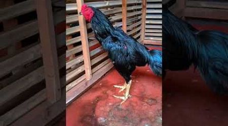 Ayam Bangkok #trending #subscribe #viral #viralvideo #youtubeshorts #highlights #foryou