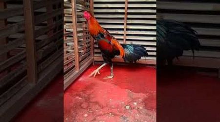 Ayam Bangkok #trending #subscribe #viral #viralvideo #youtubeshorts #highlights #foryou