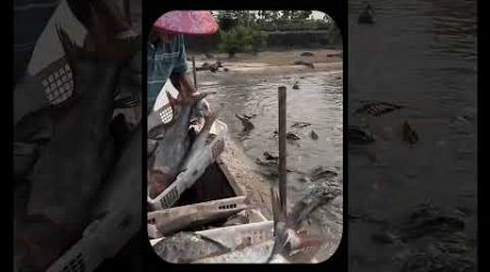 Millionaires of Thailand: The Surprising Rise of Crocodile Farming