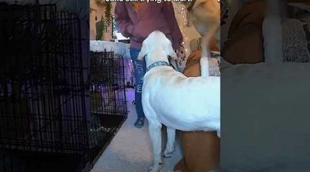 Service dogs save owner from medical episode! #servicedog #dogtraining #youtubeshorts #shorts