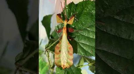 Pulchriphyllium bioculatum Phang Nga 