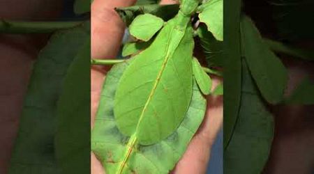 Pulchriphyllium bioculatum Phang Nga 