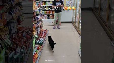 #phuket #Thailand #phuketthailand #funnycats #7eleven #7eleventhailand