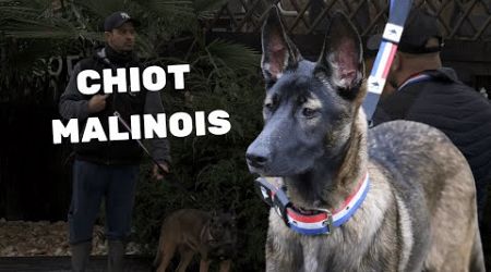 Chiot Malinois : Éducation naturelle grâce à une méthode unique !